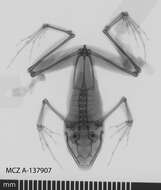 Image de Cardioglossa melanogaster Amiet 1972