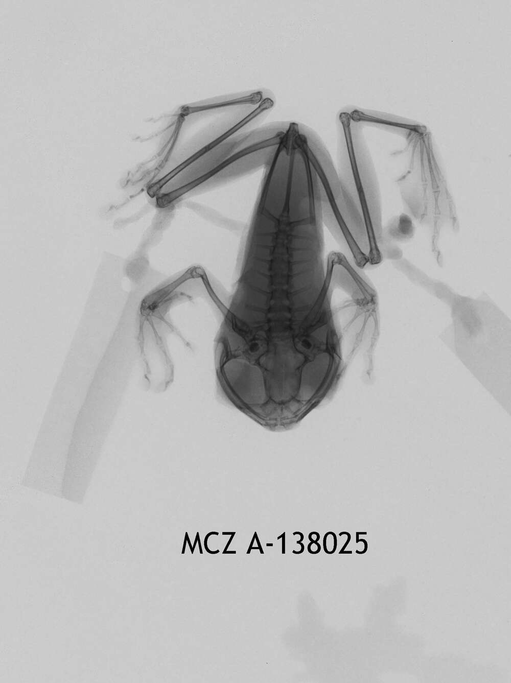 Image of Leptopelis modestus (Werner 1898)