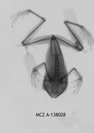 Image of Leptopelis calcaratus (Boulenger 1906)