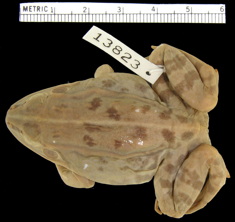 Image of Black-spotted frog