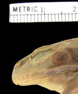 Plancia ëd Pelophylax nigromaculatus (Hallowell 1861)