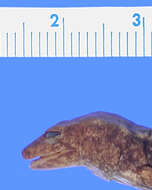 Image of Desmognathus marmoratus (Moore 1899)