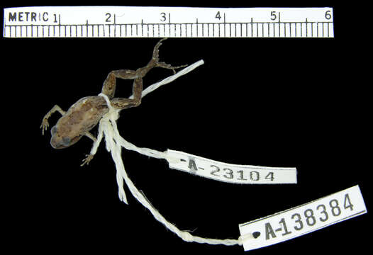 Image of Arthroleptis fichika Blackburn 2009