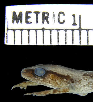 Image of Arthroleptis kidogo Blackburn 2009