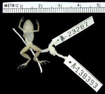 Image of Arthroleptis kidogo Blackburn 2009