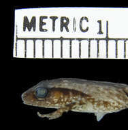 Image of Arthroleptis kidogo Blackburn 2009