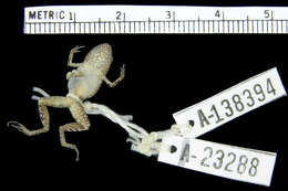 Image of Arthroleptis kidogo Blackburn 2009