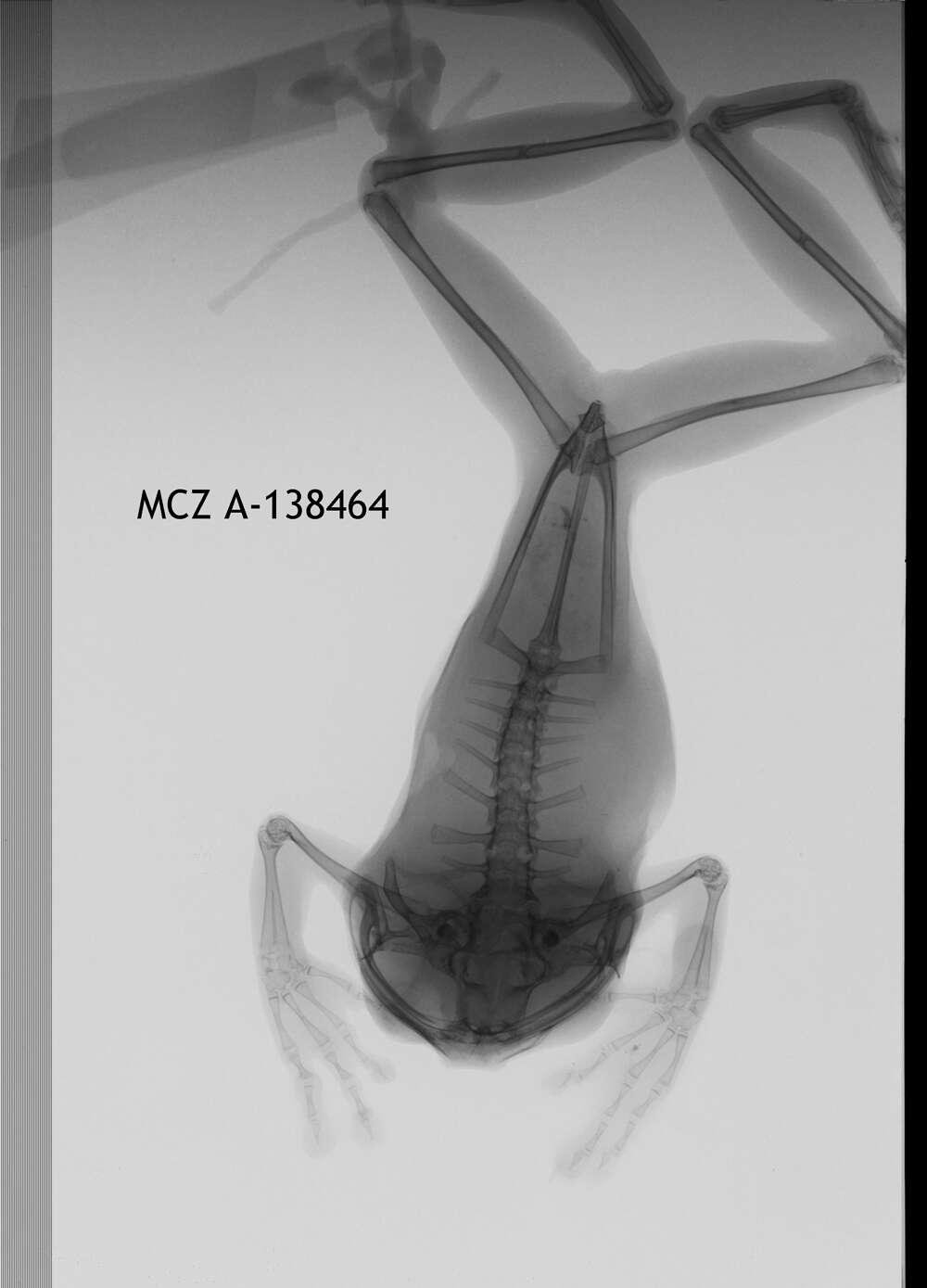 Leptopelis flavomaculatus (Günther 1864) resmi