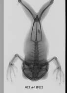 Leptopelis flavomaculatus (Günther 1864) resmi