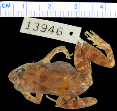 Phrynobatrachus gastoni Barbour & Loveridge 1928的圖片