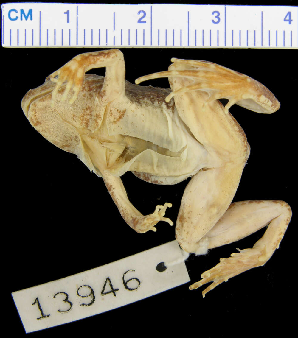 Phrynobatrachus gastoni Barbour & Loveridge 1928的圖片