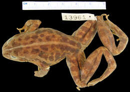 Image of Molo Frog