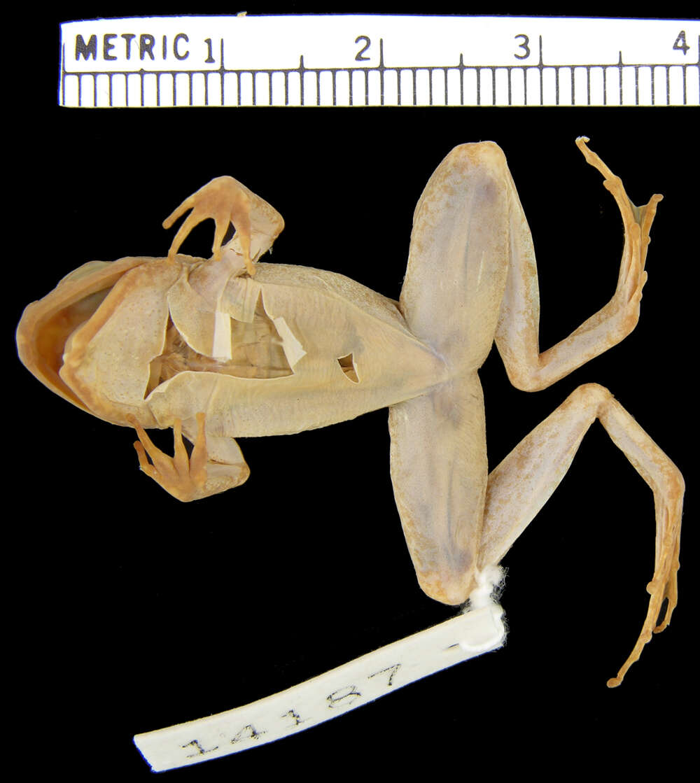 Plancia ëd Limnonectes micrixalus (Taylor 1923)