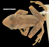 Sivun Platymantis polillensis (Taylor 1922) kuva