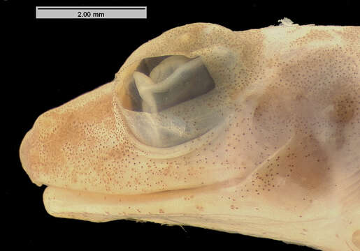 صورة Platymantis polillensis (Taylor 1922)