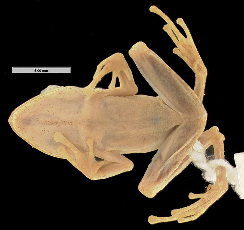 Sivun Platymantis polillensis (Taylor 1922) kuva