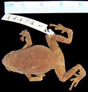 Image of Kalinga Narrowmouth Toad