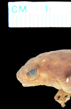 Image of Kalinga Narrowmouth Toad