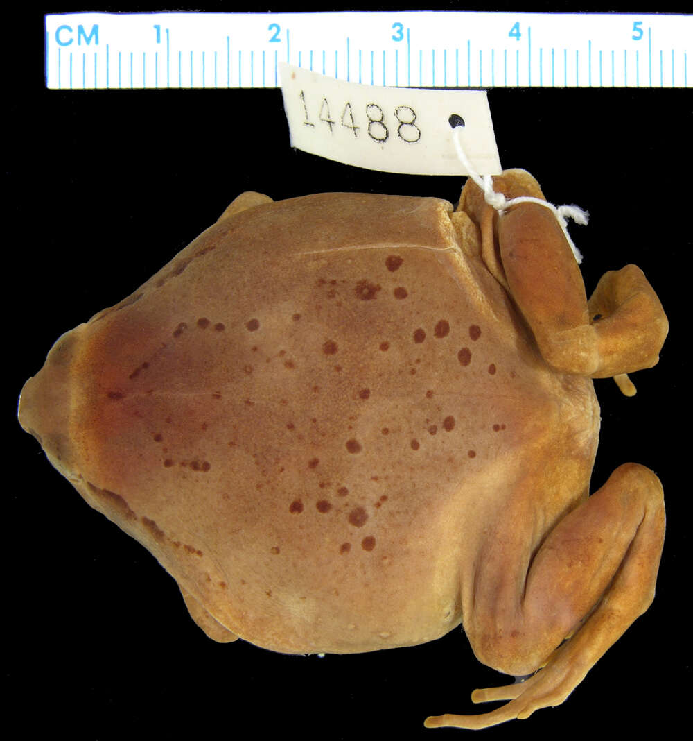 Image of Luzon Narrow-mouthed Frog