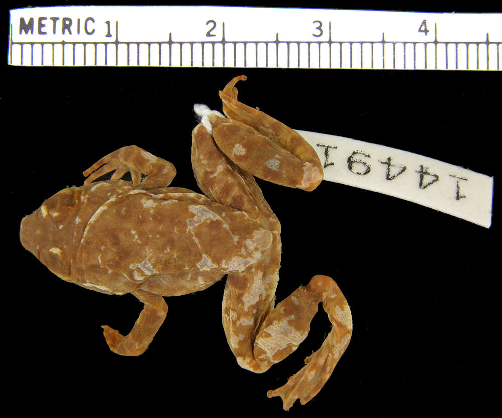 Plancia ëd Limnonectes macrocephalus (Inger 1954)