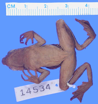 Image of Ansonia mcgregori (Taylor 1922)