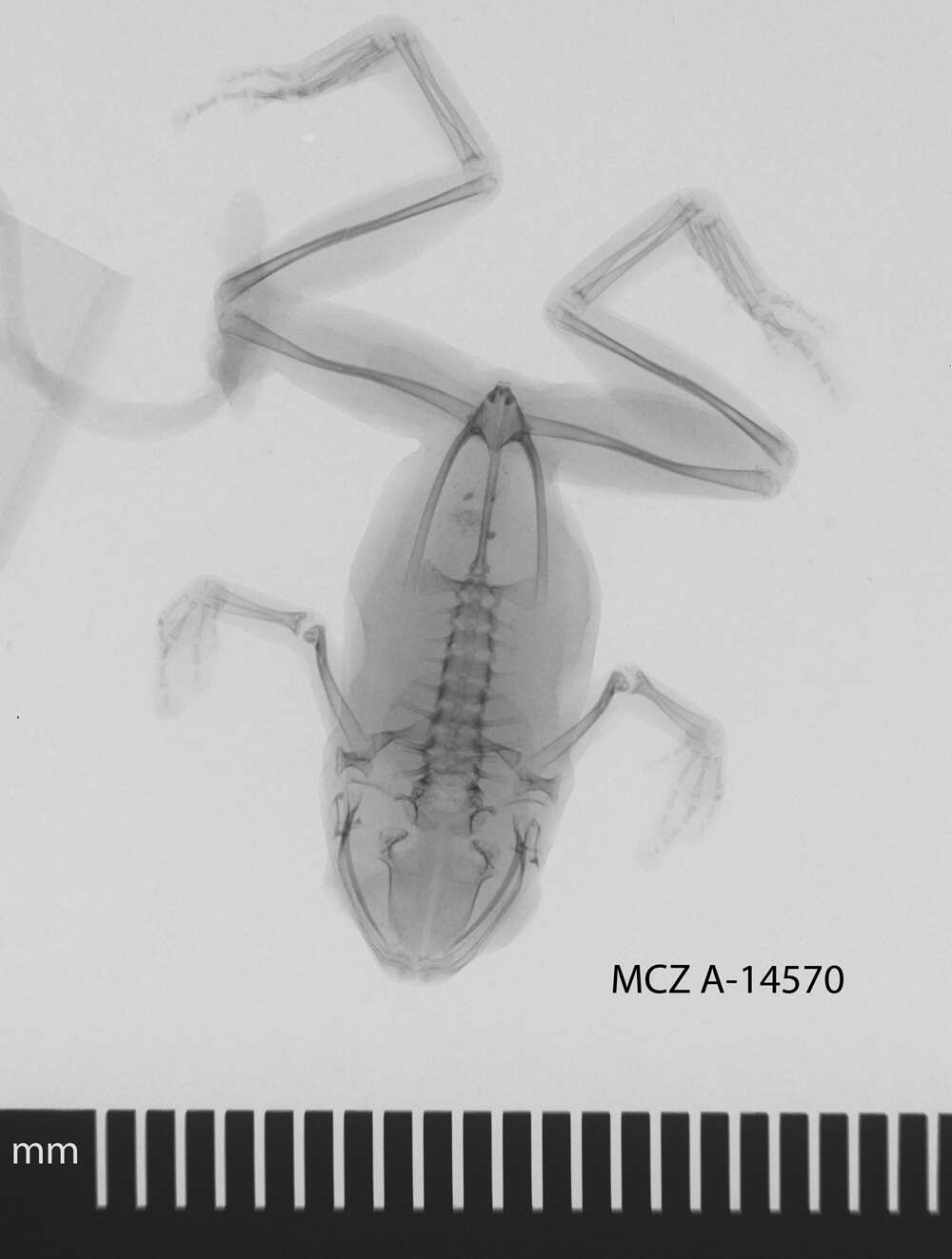 Image of Oreophryne anulata (Stejneger 1908)