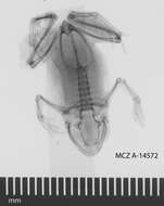 Image of Oreophryne anulata (Stejneger 1908)