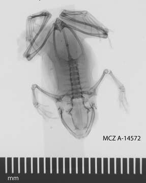 Image of Oreophryne anulata (Stejneger 1908)