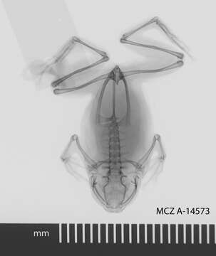 Plancia ëd Oreophryne anulata (Stejneger 1908)