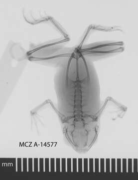 Image of Oreophryne anulata (Stejneger 1908)