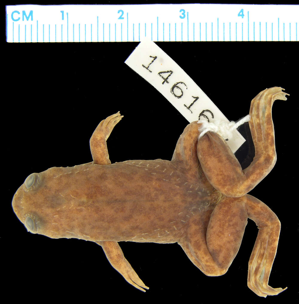 Image of Lake Vistoria Clawed Frog