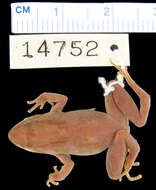 Image of Vissoke River Frog