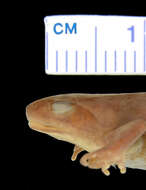 Image of Vissoke River Frog