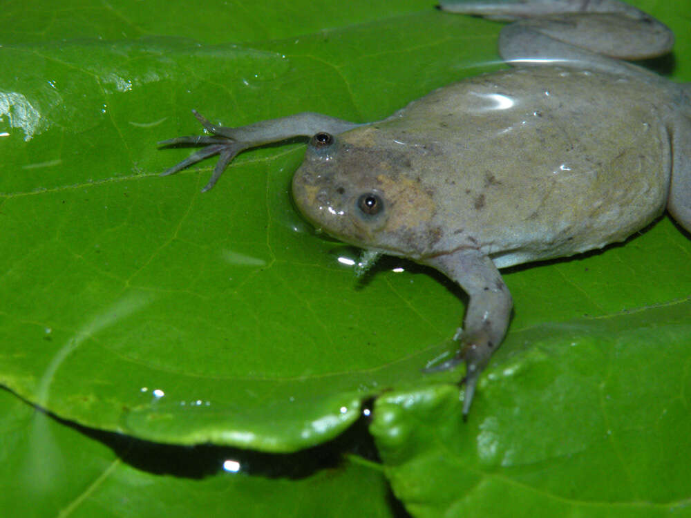 Imagem de Xenopus parafraseri Evans, Carter, Greenbaum, Gvozdík, Kelley, McLaughlin, Pauwels, Portik & Stanley et al. 2015