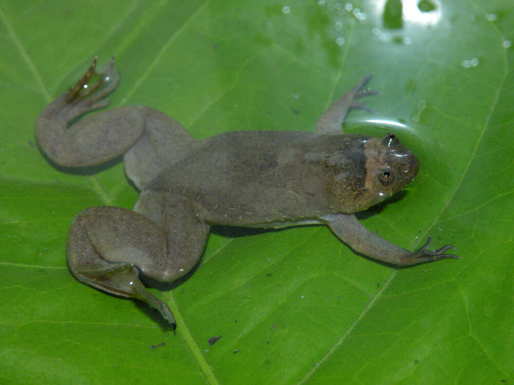 Imagem de Xenopus parafraseri Evans, Carter, Greenbaum, Gvozdík, Kelley, McLaughlin, Pauwels, Portik & Stanley et al. 2015