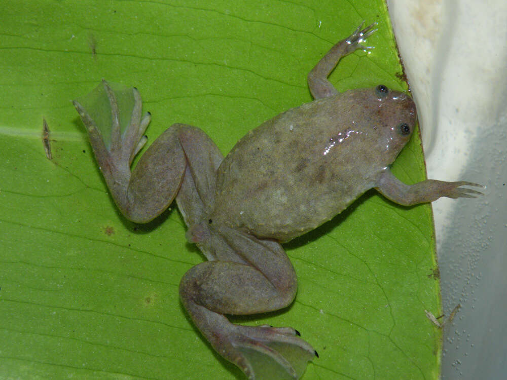 Imagem de Xenopus parafraseri Evans, Carter, Greenbaum, Gvozdík, Kelley, McLaughlin, Pauwels, Portik & Stanley et al. 2015