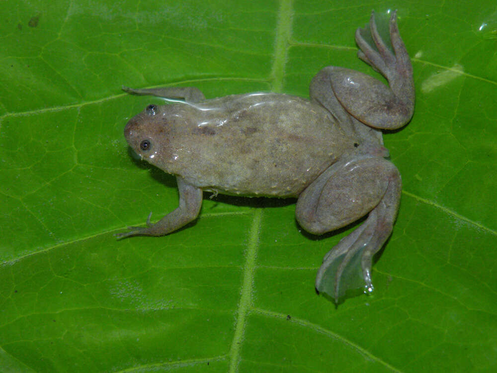 Imagem de Xenopus parafraseri Evans, Carter, Greenbaum, Gvozdík, Kelley, McLaughlin, Pauwels, Portik & Stanley et al. 2015