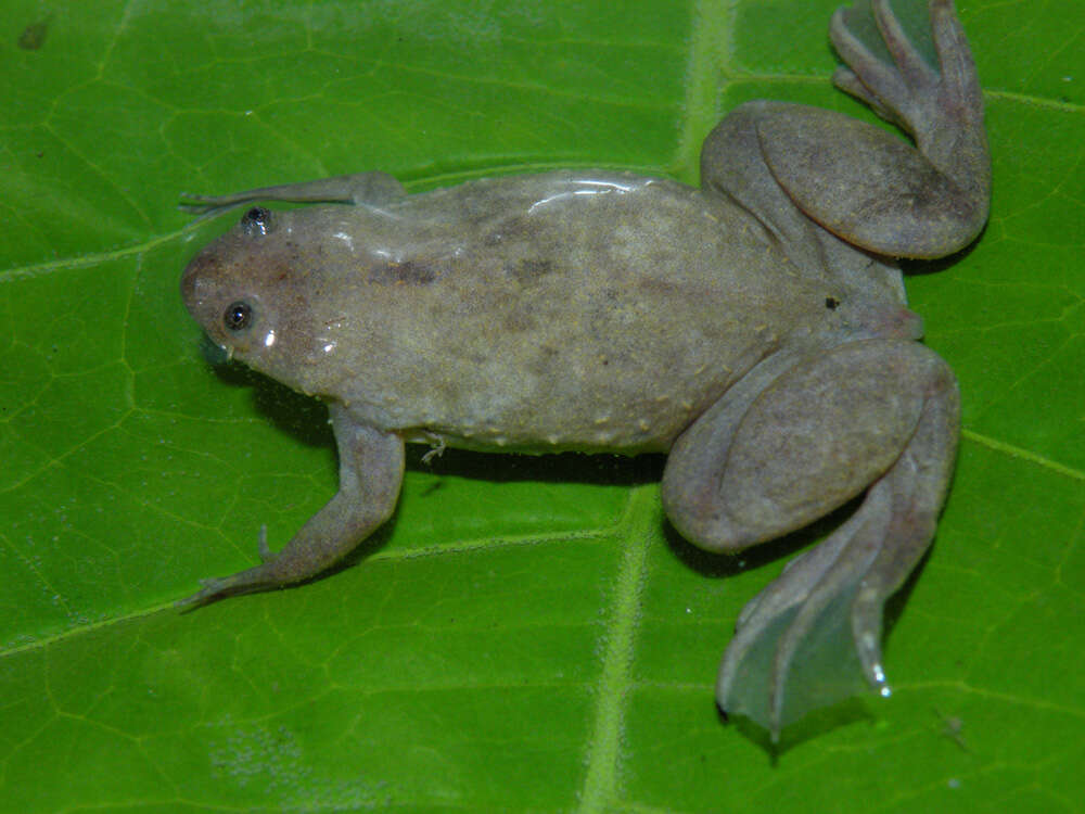 Imagem de Xenopus parafraseri Evans, Carter, Greenbaum, Gvozdík, Kelley, McLaughlin, Pauwels, Portik & Stanley et al. 2015