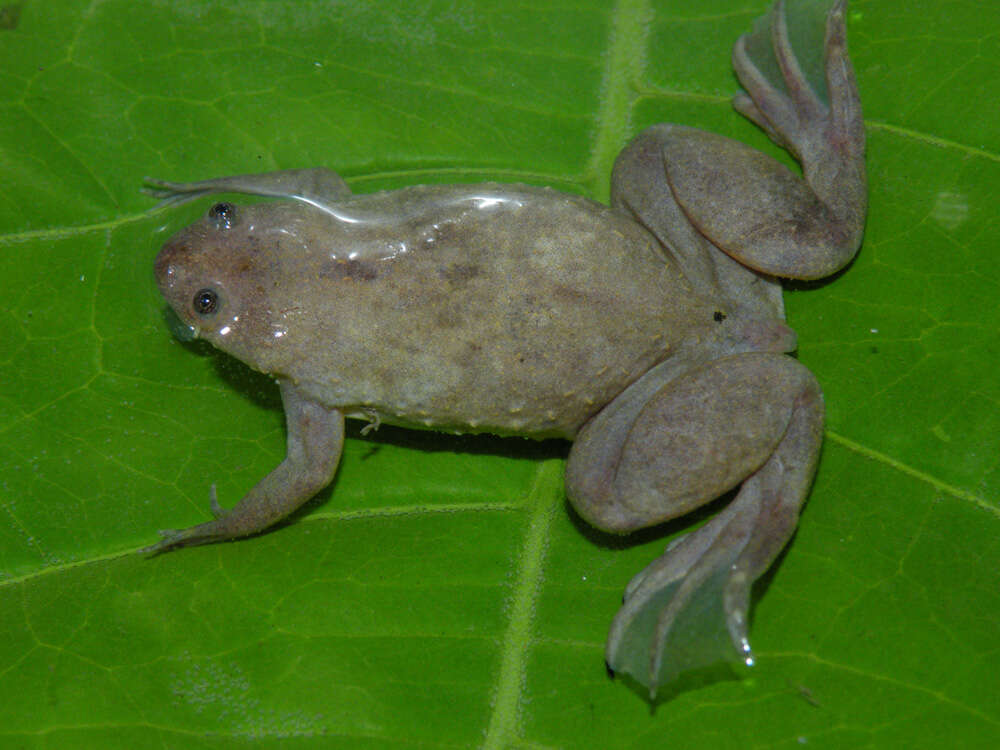 Imagem de Xenopus parafraseri Evans, Carter, Greenbaum, Gvozdík, Kelley, McLaughlin, Pauwels, Portik & Stanley et al. 2015