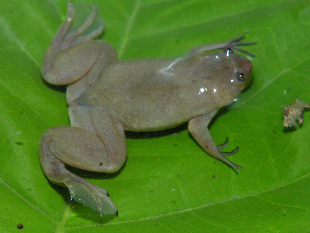 Imagem de Xenopus parafraseri Evans, Carter, Greenbaum, Gvozdík, Kelley, McLaughlin, Pauwels, Portik & Stanley et al. 2015