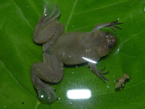 Imagem de Xenopus parafraseri Evans, Carter, Greenbaum, Gvozdík, Kelley, McLaughlin, Pauwels, Portik & Stanley et al. 2015