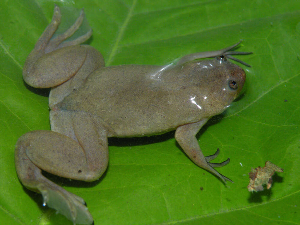 Imagem de Xenopus parafraseri Evans, Carter, Greenbaum, Gvozdík, Kelley, McLaughlin, Pauwels, Portik & Stanley et al. 2015