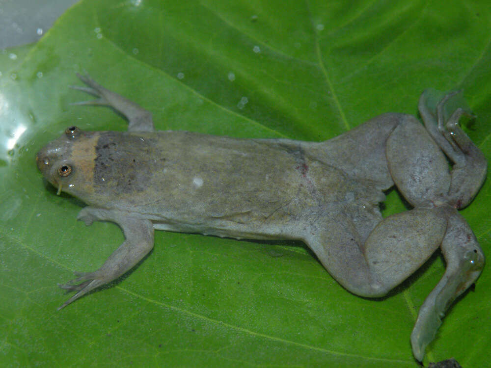 Imagem de Xenopus parafraseri Evans, Carter, Greenbaum, Gvozdík, Kelley, McLaughlin, Pauwels, Portik & Stanley et al. 2015