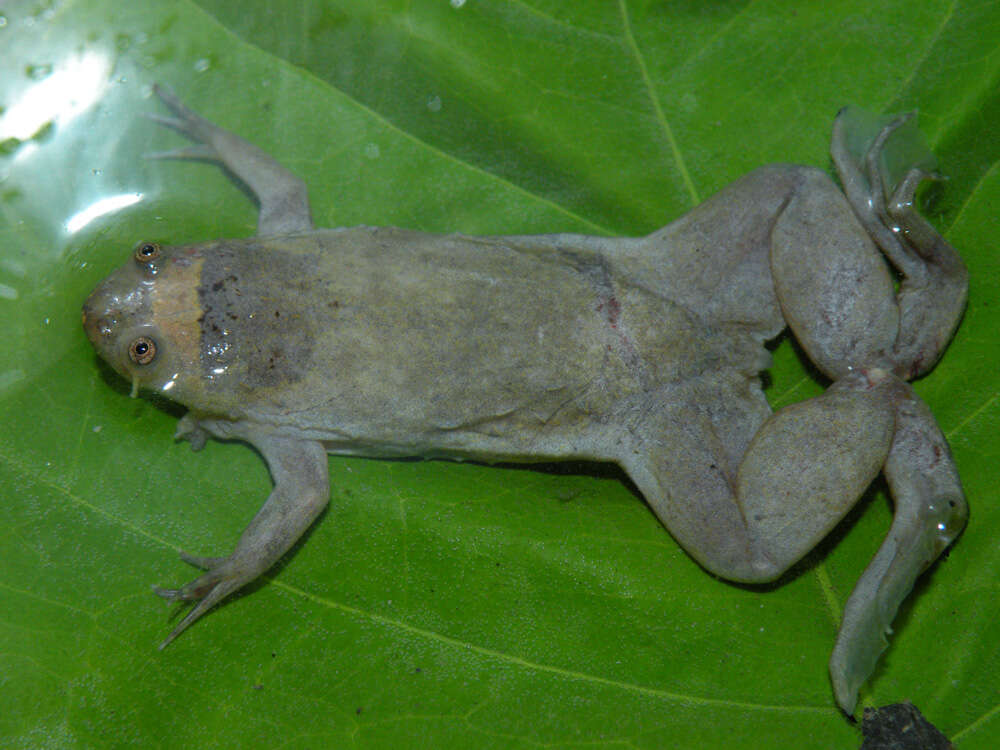 Imagem de Xenopus parafraseri Evans, Carter, Greenbaum, Gvozdík, Kelley, McLaughlin, Pauwels, Portik & Stanley et al. 2015