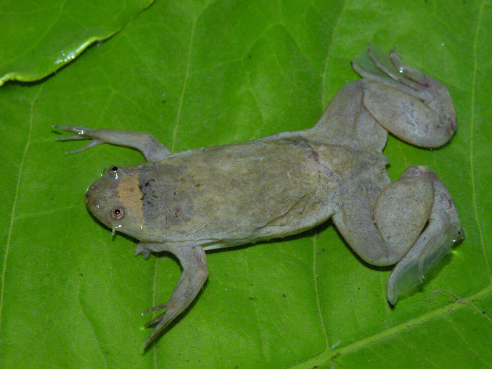 Imagem de Xenopus parafraseri Evans, Carter, Greenbaum, Gvozdík, Kelley, McLaughlin, Pauwels, Portik & Stanley et al. 2015