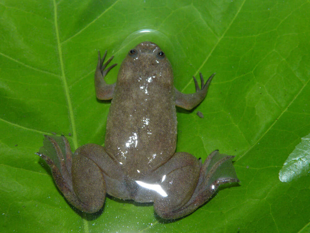 Imagem de Xenopus parafraseri Evans, Carter, Greenbaum, Gvozdík, Kelley, McLaughlin, Pauwels, Portik & Stanley et al. 2015