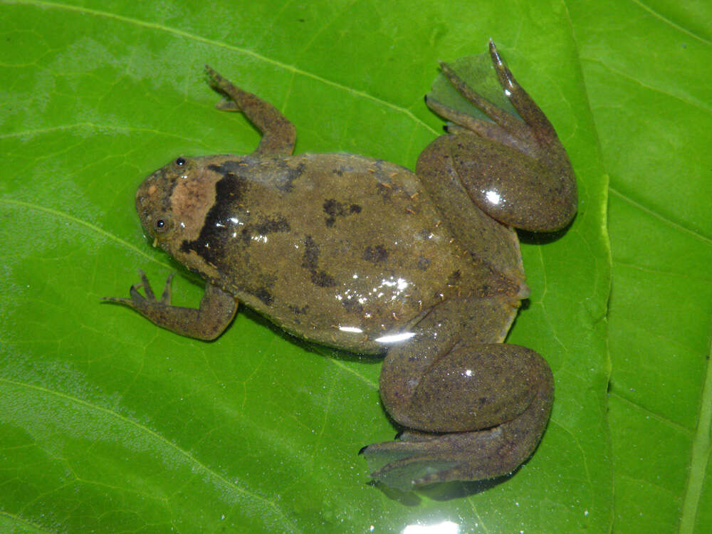 Imagem de Xenopus parafraseri Evans, Carter, Greenbaum, Gvozdík, Kelley, McLaughlin, Pauwels, Portik & Stanley et al. 2015