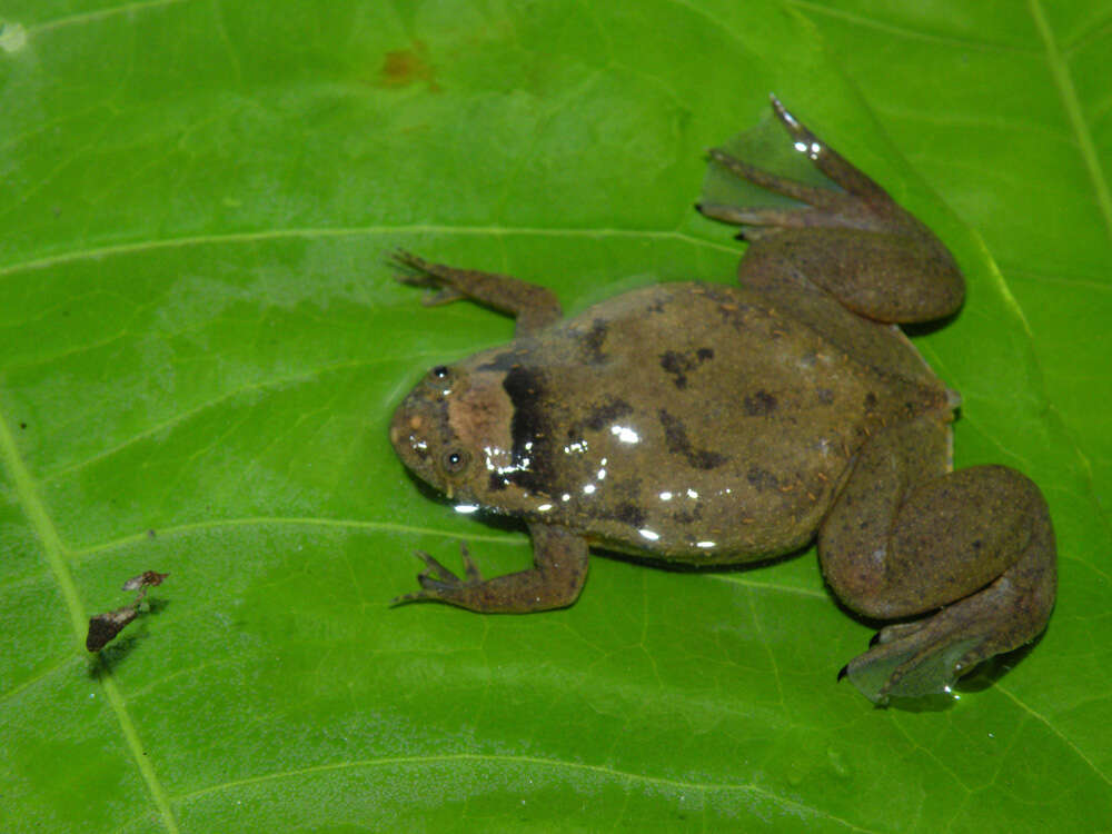 Imagem de Xenopus parafraseri Evans, Carter, Greenbaum, Gvozdík, Kelley, McLaughlin, Pauwels, Portik & Stanley et al. 2015