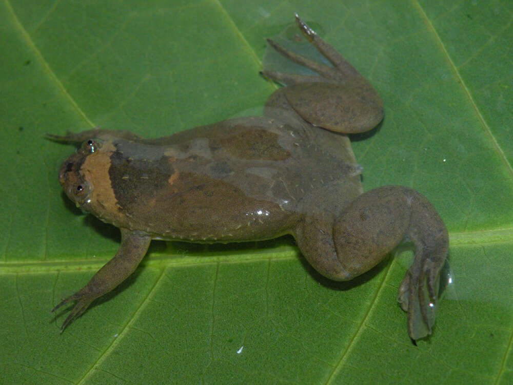 Image of Xenopus kobeli Evans, Carter, Greenbaum, Gvozdík, Kelley, McLaughlin, Pauwels, Portik & Stanley et al. 2015