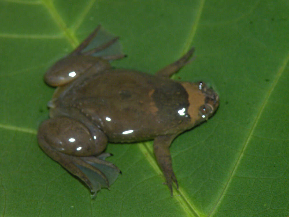 Image of Xenopus kobeli Evans, Carter, Greenbaum, Gvozdík, Kelley, McLaughlin, Pauwels, Portik & Stanley et al. 2015